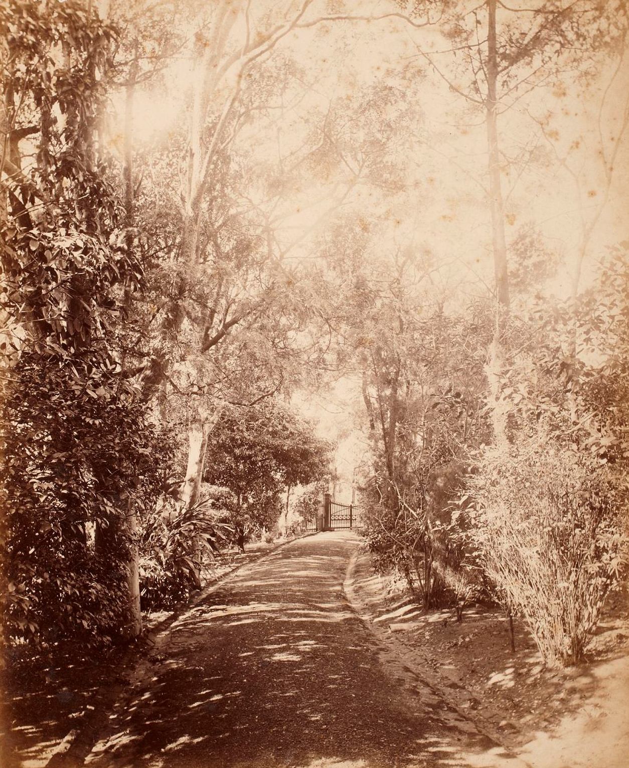 View in carriage drive, Clifton, Kirribilli Point, around 1888 / photographer unknown